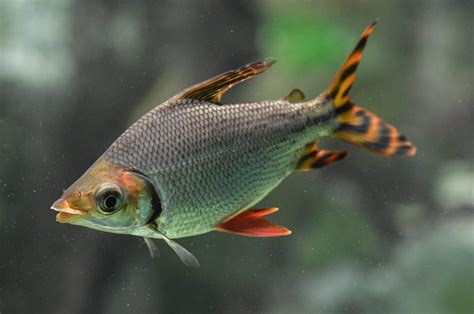 飛鳳魚|常見觀賞魚——飛鳳魚